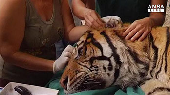 agopuntura su tigre