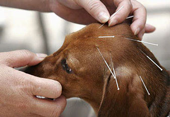 agopuntura su cane